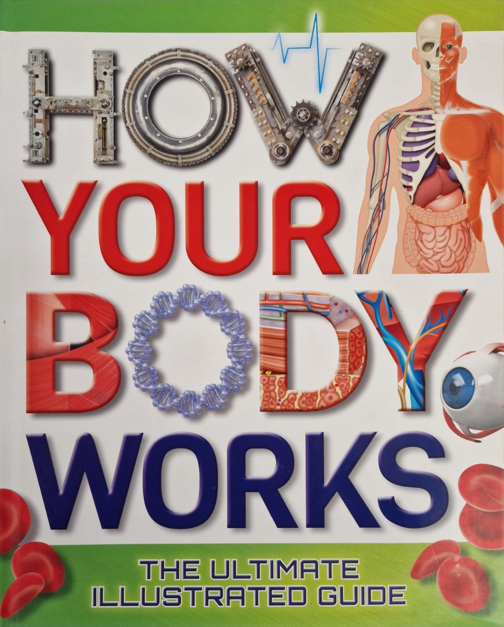 How your Body Works